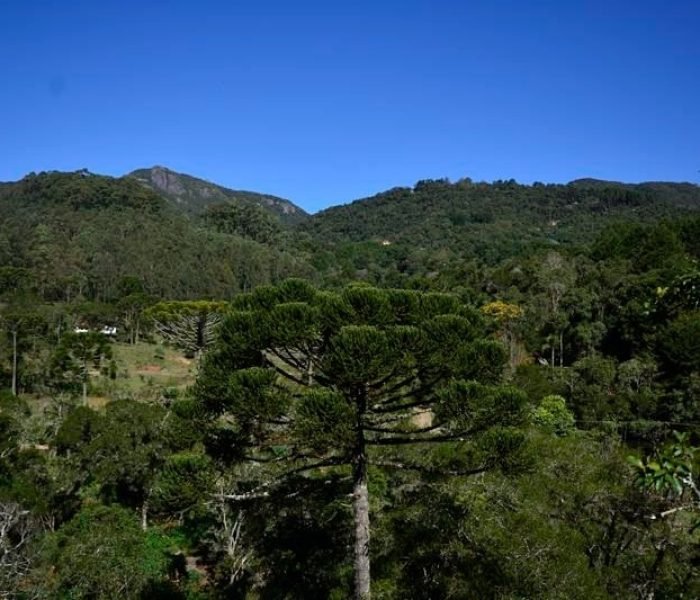 suite15_piao_mineiro5